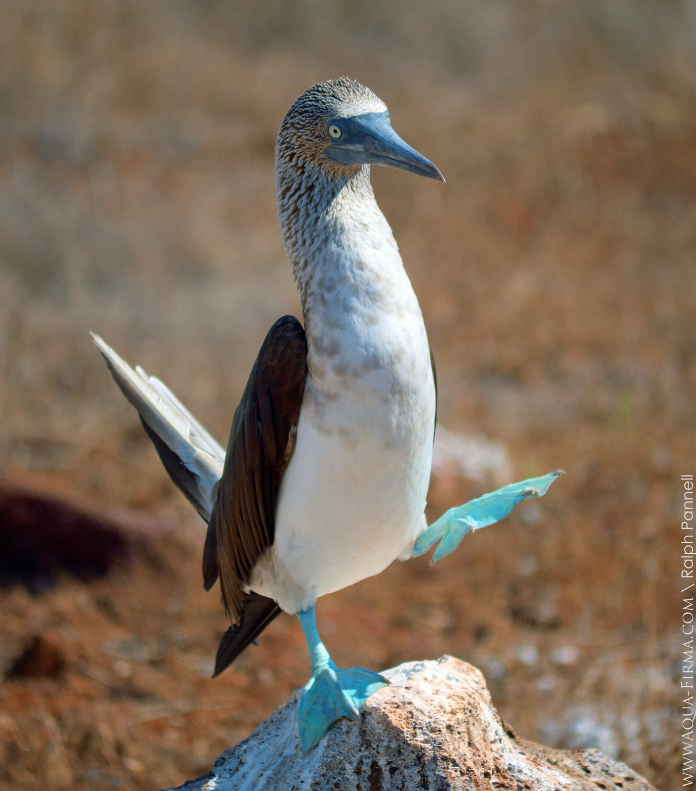 Blue Footed Birds Hot Sex Picture