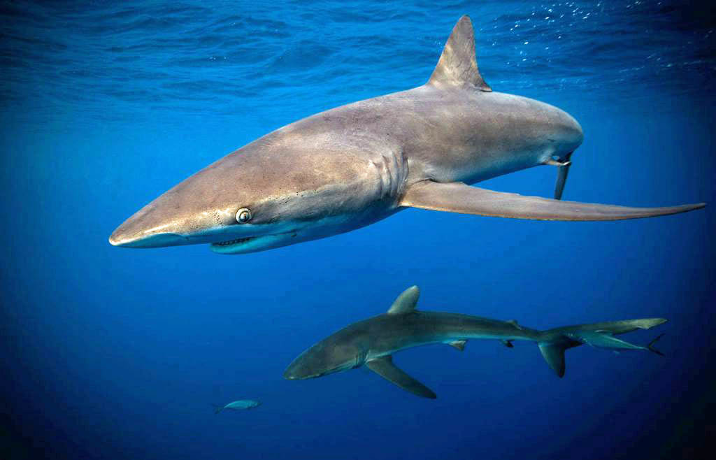 Babero Impermeable Shark – Olokuti
