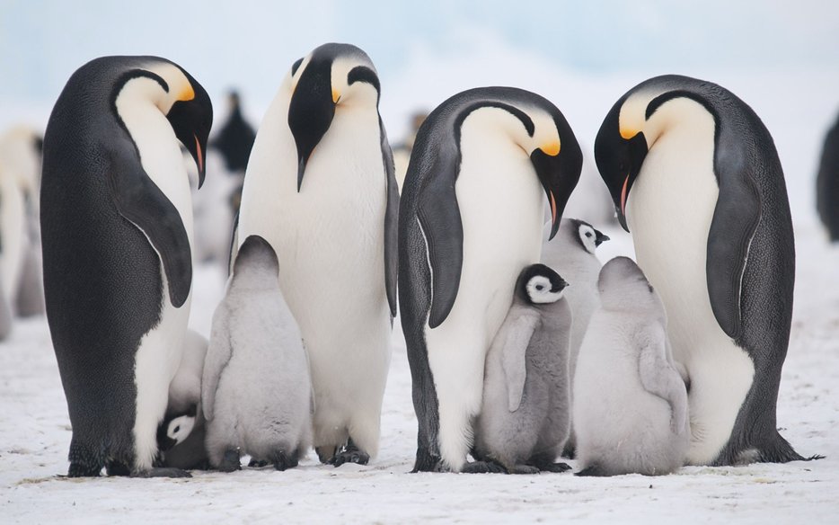 antarctica cruise emperor penguins