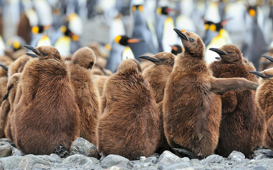 King Penguins of South Georgia | Antarctic Expedition Cruises | AQUA-FIRMA