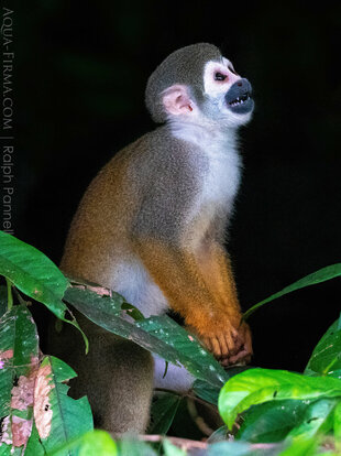 Ecuadorian Squirrel Monkey in the Amazon