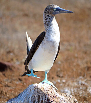 Blue Footed Booby in the Galapagos
