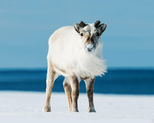 Svalbard Reindeer in Spring - Ronald Visser