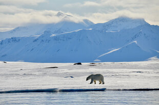 Polar Bear on the Sea Ice - Manda Lundstrom