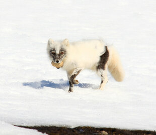 Arctic Fox in Spring
