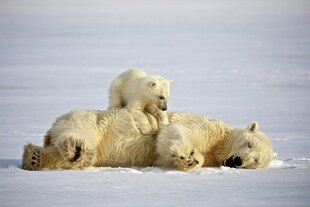 Polar Bear in Spitsbergen - Hurtigruten Expeditions - Dominic Barrington