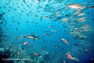 Shark & Fish Dive Photo