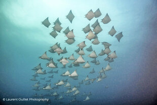 Manta Rays Dive Photo