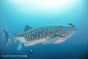 Whale Shark Dive Photo