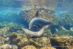 Sealion Dive Photo