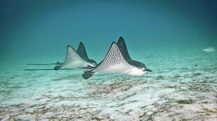 Eagle Rays Dive Photo