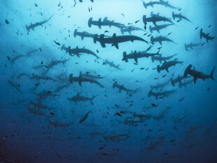 Hammerhead Sharks Dive Photo