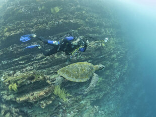 Turtle with Diver Photo