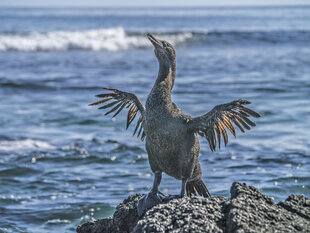 Flightless Cormorant