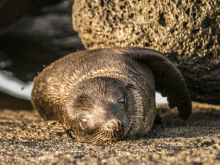 Sea Lion Pup