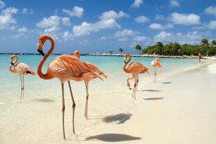 Flamingo's of the Caribbean