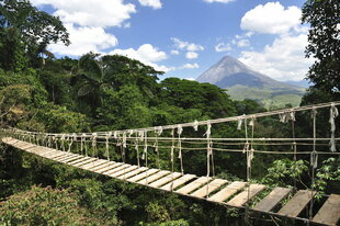 Caribbean Rainforest