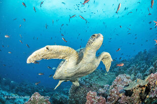 Turtle Dive Photo