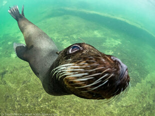 Sea Lion Dive Photo