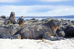 Marine Iguanas