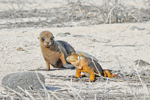 Sea Lion Pup with Land Iguana