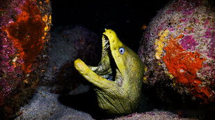 Moral Eel Dive Photo