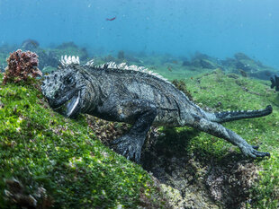 Marine Iguana Dive Photo