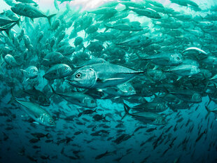 Shoal of Fish Dive Photo