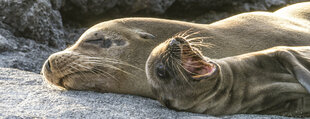 Galapagos Sea Lions