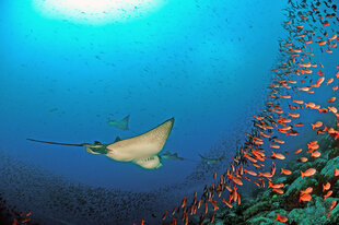 Eagle Rays Dive Photo