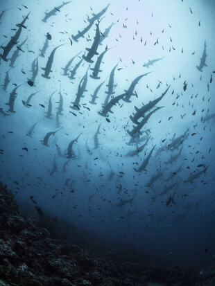 Hammerheads Dive Photo