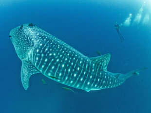 Whale Shark Dive Photo