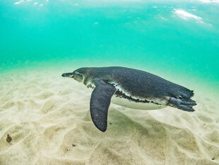 Galapagos Penguin Dive Photo