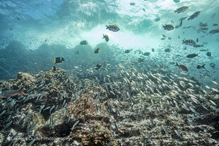 Reef Fish Dive Photo