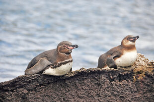 Galapagos Penguins