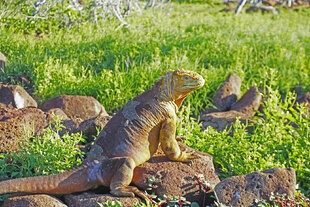 Land Iguana