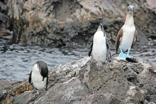 Galapagos Penguins & Blue Footed Boobie