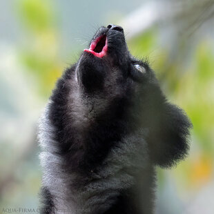 The Indri Lemur is the World's 2nd Loudest Primate