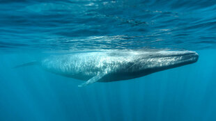 Blue Whale