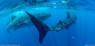 Whale Sharks