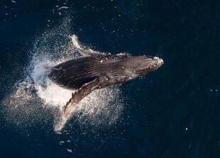 Humpback Breaching