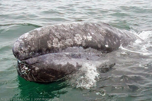 Gray Whale