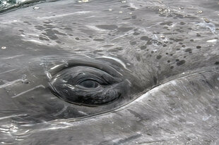 Gray Whale Eye