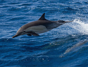 common-dolphin-sea-of-cortez-voyage-mexico.jpg