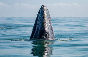 Gray Whale Spy Hopping