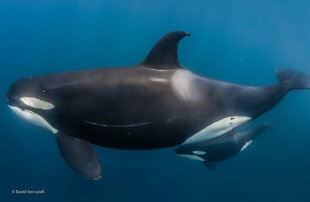 Orca with Calf