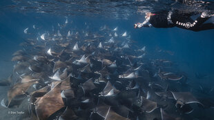 Snorkelling with Mobula Rays