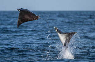 Leaping Mobula Rays