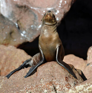 California Sealion