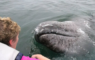 Encountering Gray Whales